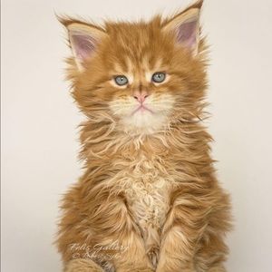 Meet your Posher, Ralph